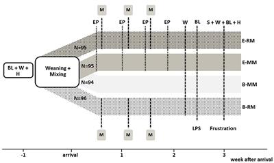 Impact of Enrichment and Repeated Mixing on Resilience in Pigs